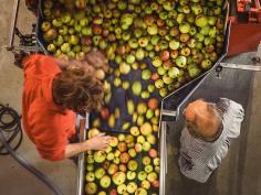 Obstbaumpflege und Fachbetrieb